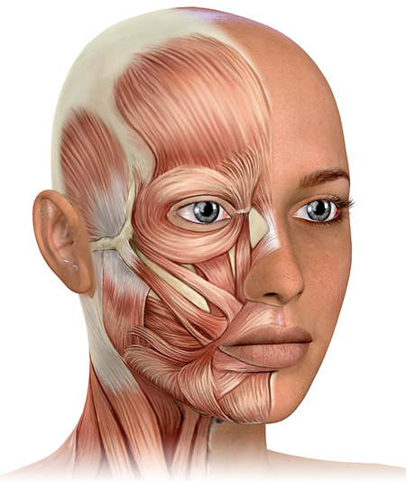 Facial Muscles